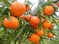 Mandarin Tangerine Orange Fruit Tree Real Live Plant 1'' to 5'' - Seed World