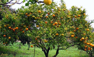 Mandarin Tangerine Orange Fruit Tree Real Live Plant 1'' to 5'' - Seed World