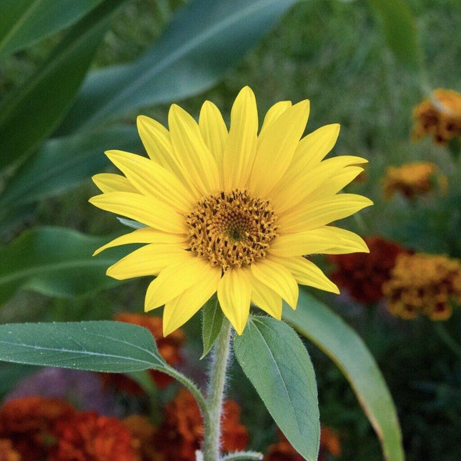 Yellow sunflower with green leaves in a garden setting