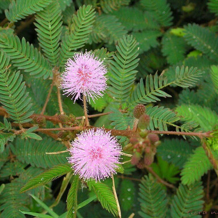 Mimosa Pudica - Sensitive Plant Seeds - Seed World
