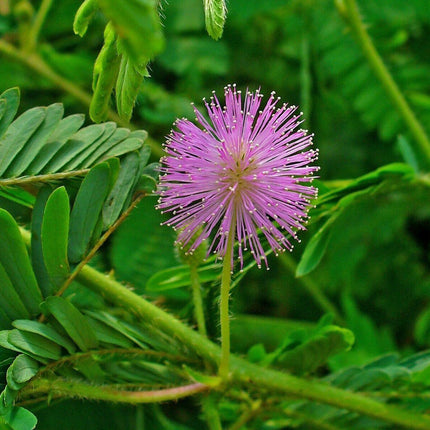 Mimosa Pudica - Sensitive Plant Seeds - Seed World