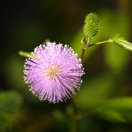Mimosa Pudica - Sensitive Plant Seeds - Seed World