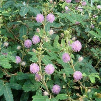 Mimosa Pudica - Sensitive Plant Seeds - Seed World