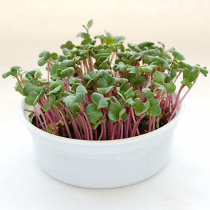 Mini Microgreens Growing Kits - Seed World