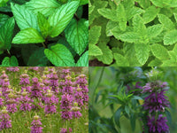 Mint Mix Seeds | 4 Packs (Peppermint, Spearmint, Lemon Mint, Lemon Balm) - Seed World