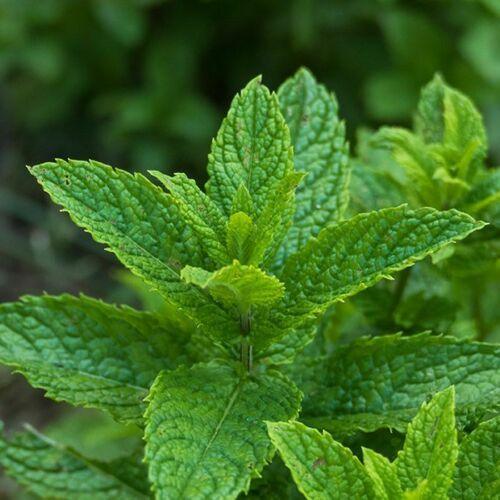 Mint Mix Seeds | 4 Packs (Peppermint, Spearmint, Lemon Mint, Lemon Balm) - Seed World