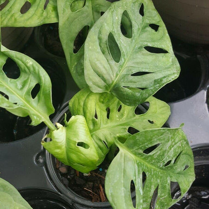 Monstera Friedrichstalii Swiss Cheese Live Vine Plant - Seed World