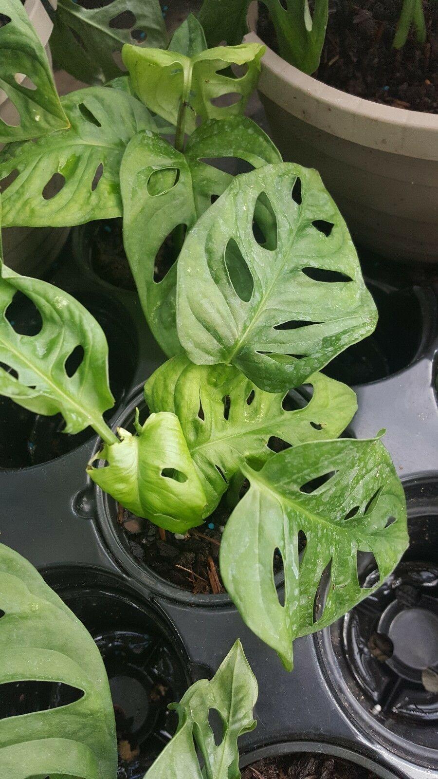 Monstera Friedrichstalii Swiss Cheese Live Vine Plant - Seed World