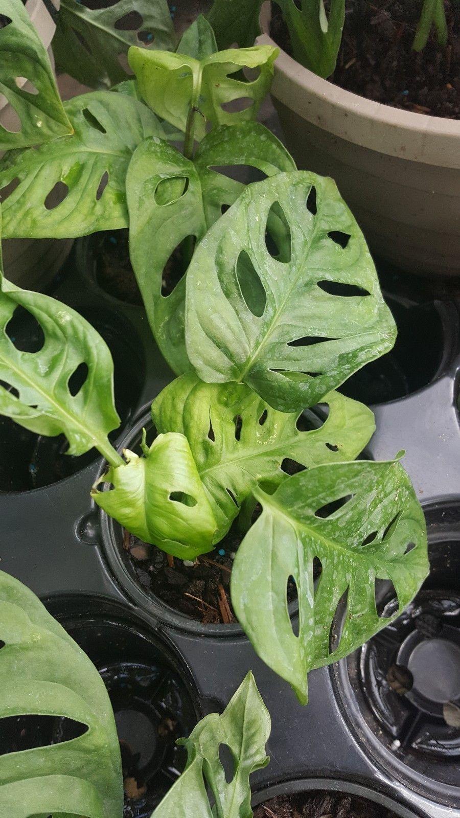 Monstera Friedrichstalii Swiss Cheese Live Vine Plant - Seed World