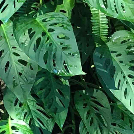 Monstera Friedrichstalii Swiss Cheese Live Vine Plant - Seed World