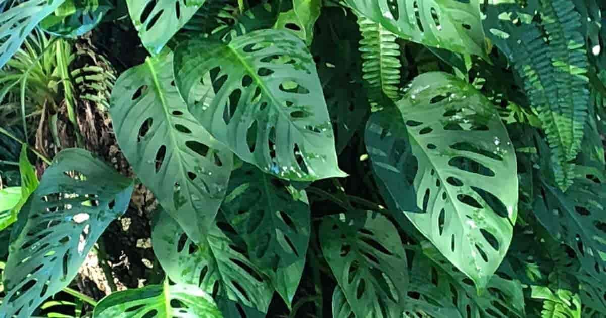 Monstera Friedrichstalii Swiss Cheese Live Vine Plant - Seed World