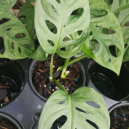Monstera Friedrichstalii Swiss Cheese Live Vine Plant - Seed World
