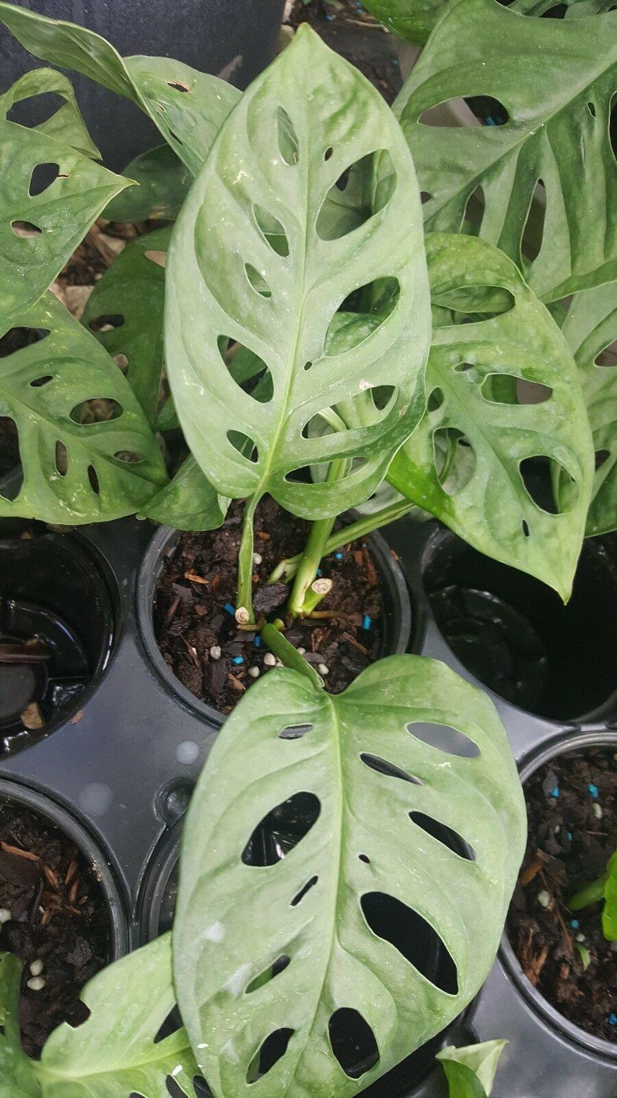 Monstera Friedrichstalii Swiss Cheese Live Vine Plant - Seed World