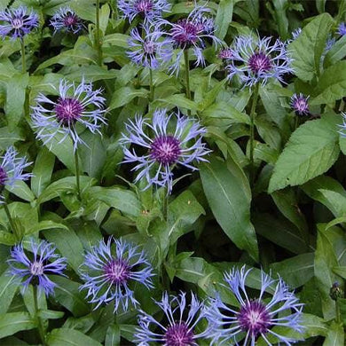 25 Cornflower - Centaurea Montana Seeds - Seed World