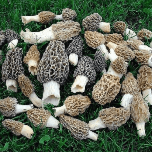 Morel Mushroom 5 Gallons Spores in Sawdust Seed Growing kit - Seed World