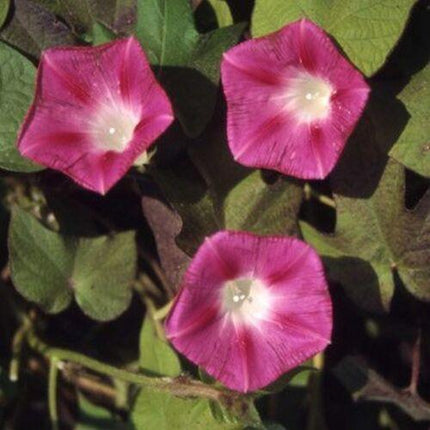 Morning Glory Seeds - Seed World