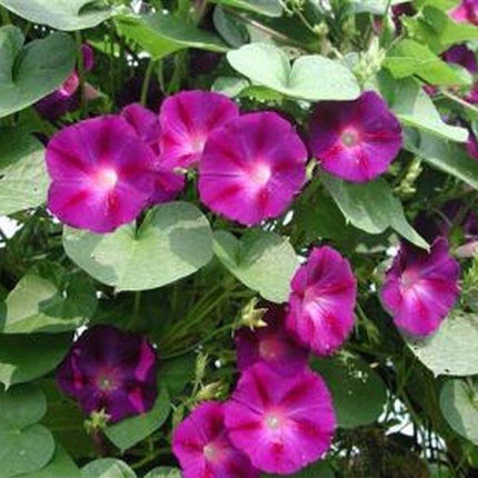 Morning Glory Seeds - Seed World