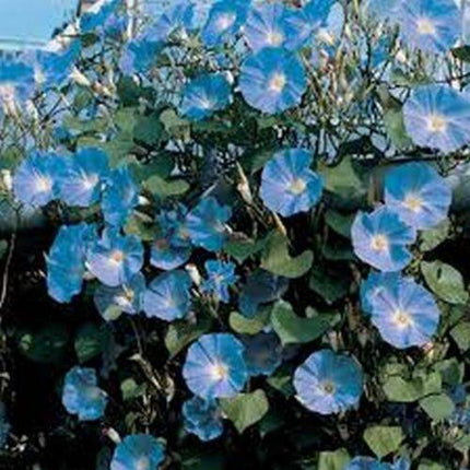 Morning Glory Seeds - Seed World