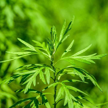 Mugwort Seeds (Artemisia vulgaris) – Hardy Perennial Herb - Seed World