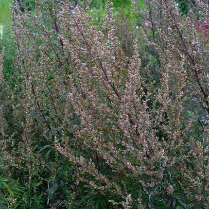 Mugwort Seeds (Artemisia vulgaris) – Hardy Perennial Herb - Seed World