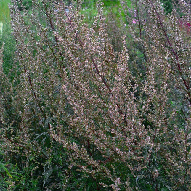 Mugwort Seeds (Artemisia vulgaris) – Hardy Perennial Herb - Seed World