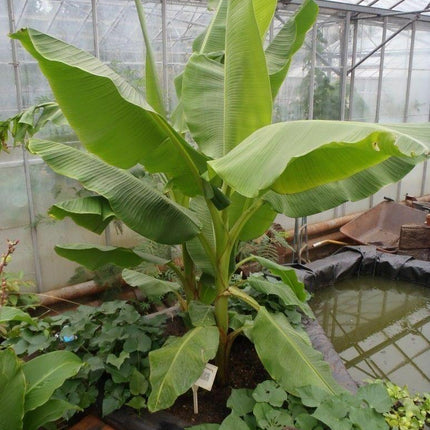 Musa - Dwarf Cavendish Banana Tree - Live Plant - Seed World