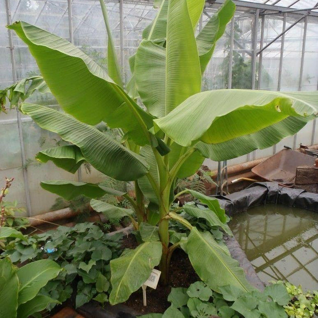 Musa - Dwarf Cavendish Banana Tree - Live Plant - Seed World