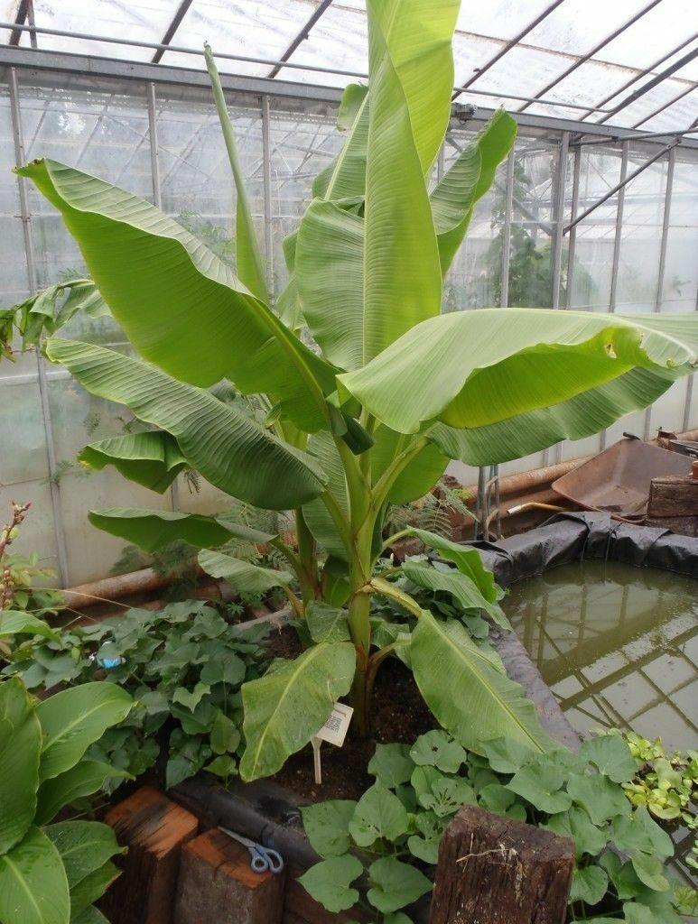 Musa - Dwarf Cavendish Banana Tree - Live Plant - Seed World