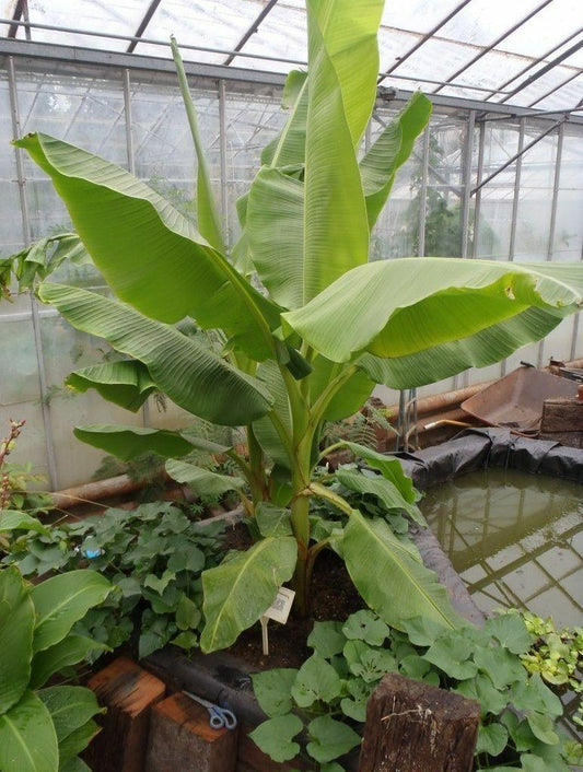 Musa - Dwarf Cavendish Banana Tree - Live Plant - Seed World