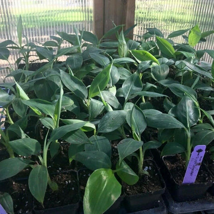 Musa - Dwarf Cavendish Banana Tree - Live Plant - Seed World
