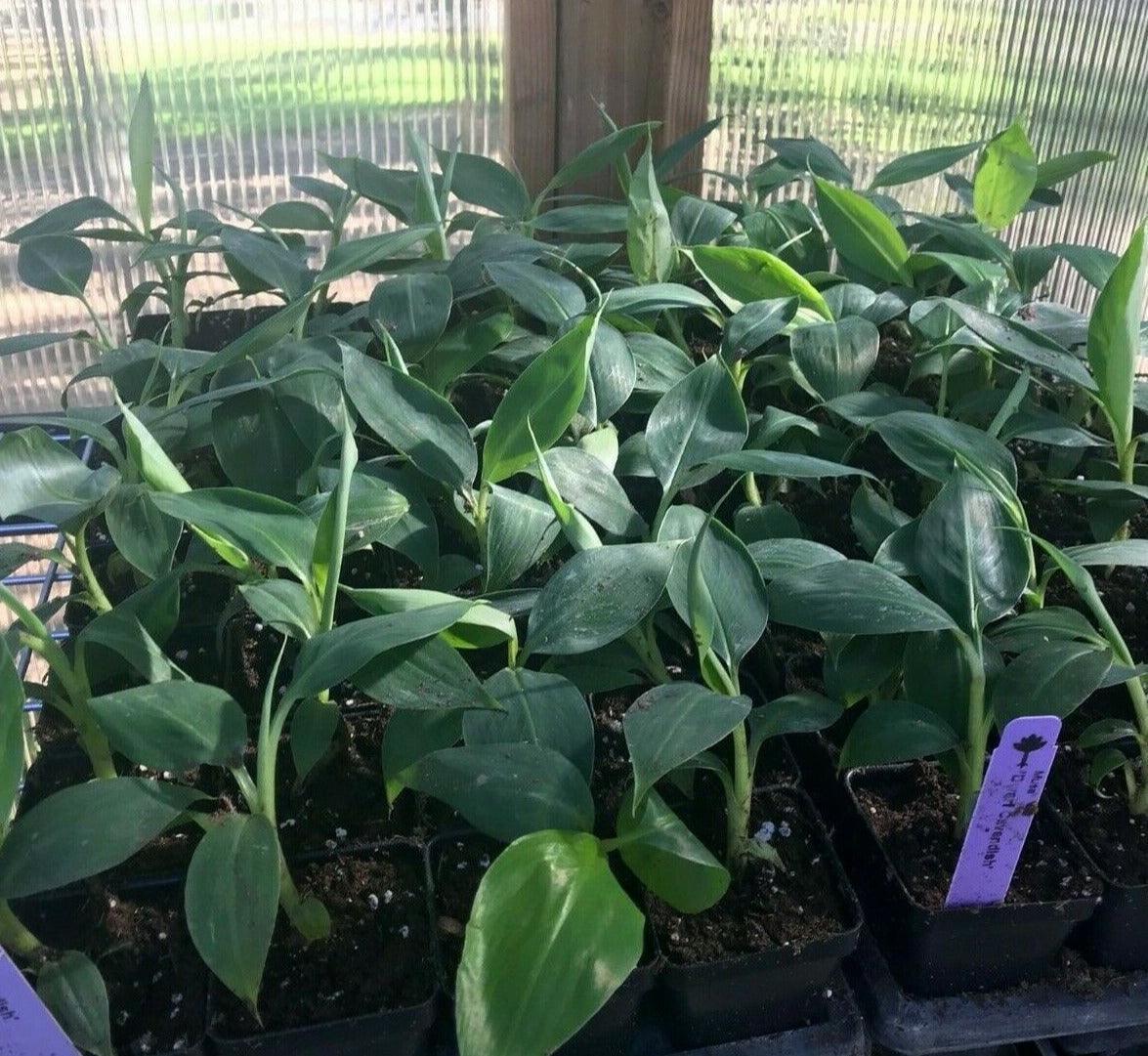 Musa - Dwarf Cavendish Banana Tree - Live Plant - Seed World