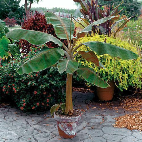 Musa - Dwarf Cavendish Banana Tree - Live Plant - Seed World