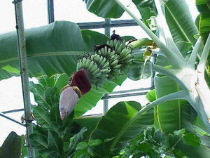 Musa - 'Gran Nain' - Banana Fruit Tree - Seed World