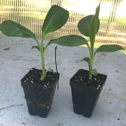 Musa "Gran Nain" Banana Fruit Tree - Seed World