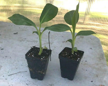 Musa - 'Gran Nain' - Banana Fruit Tree - Seed World