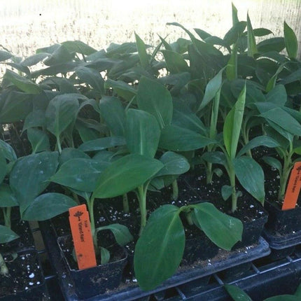 Musa "Gran Nain" Banana Fruit Tree - Seed World