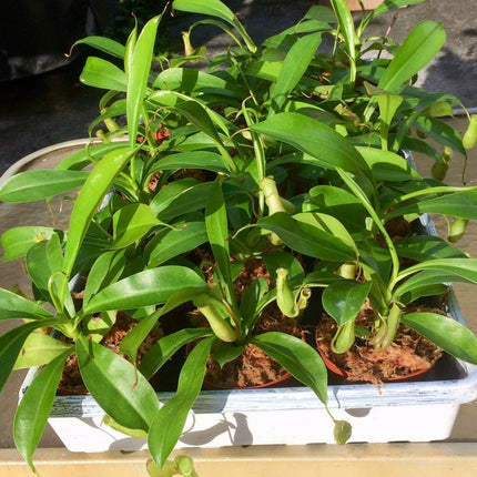 Nepenthes Alata - Pitcher Plant - Seed World