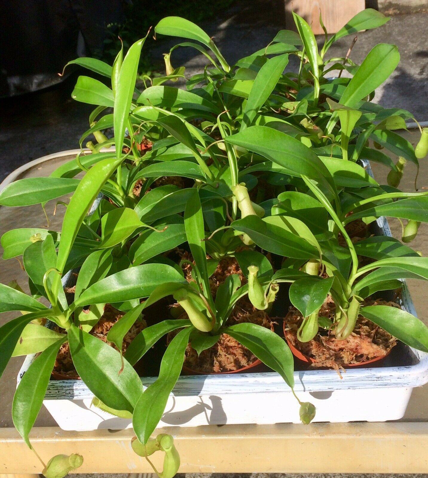 Nepenthes Alata - Pitcher Plant - Seed World