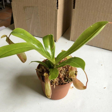 Nepenthes Alata - Pitcher Plant - Seed World