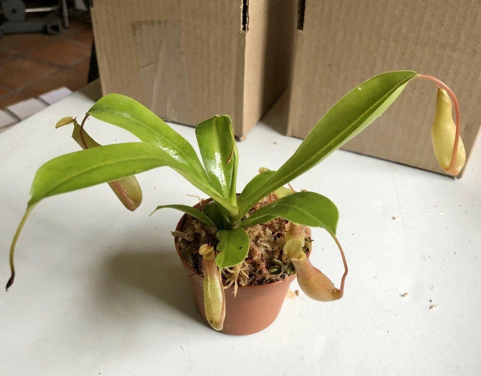 Nepenthes Alata - Pitcher Plant - Seed World