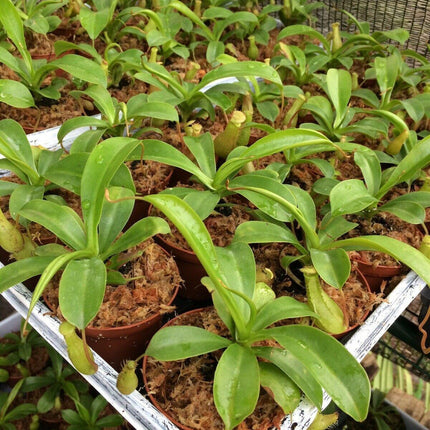 Nepenthes Alata - Pitcher Plant - Seed World