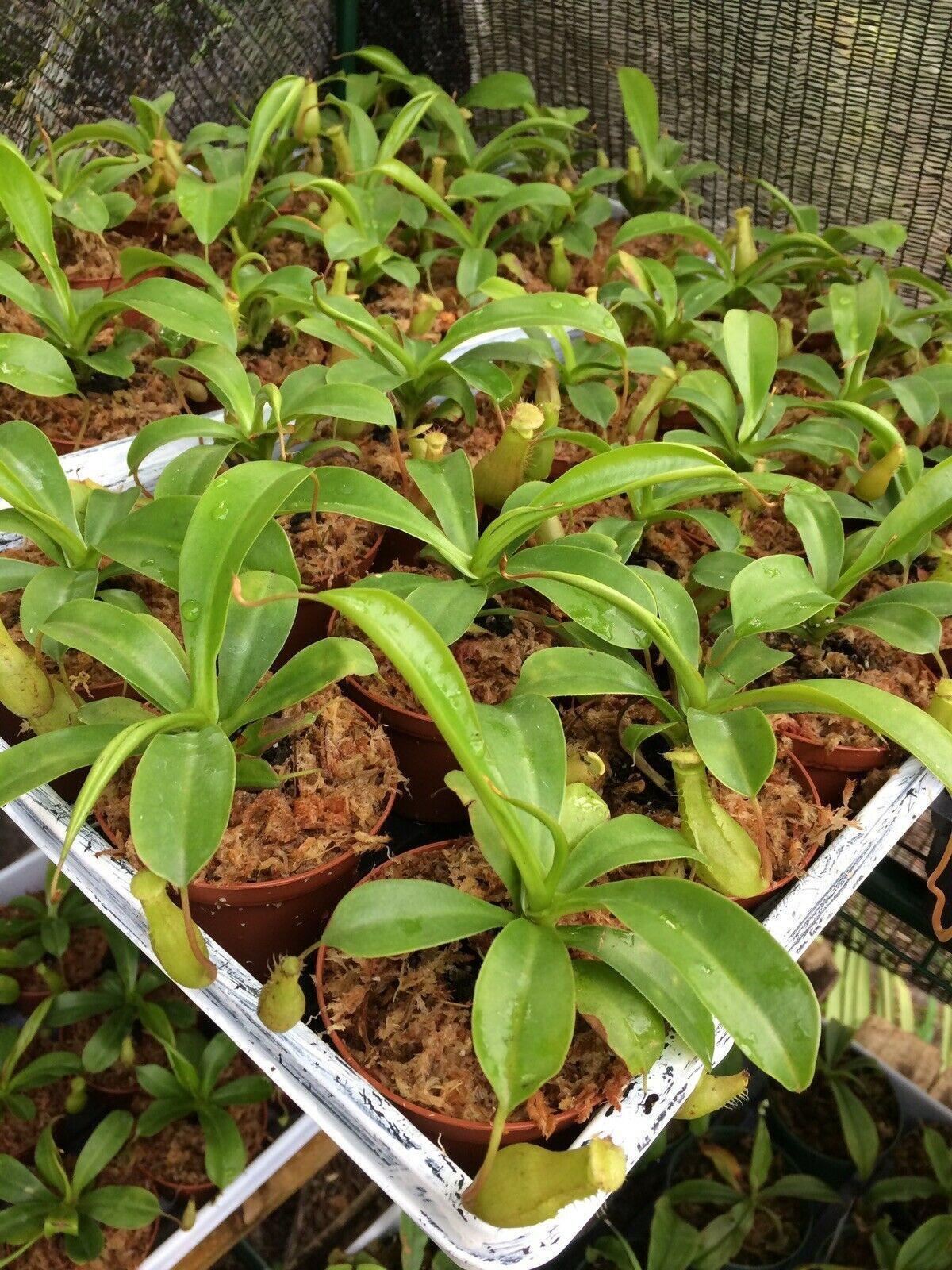 Nepenthes Alata - Pitcher Plant - Seed World