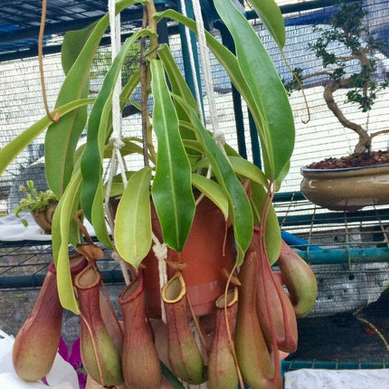 Nepenthes Alata - Pitcher Plant - Seed World