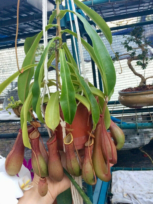 Nepenthes Alata - Pitcher Plant - Seed World
