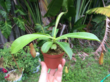 Nepenthes Alata - Pitcher Plant - Seed World