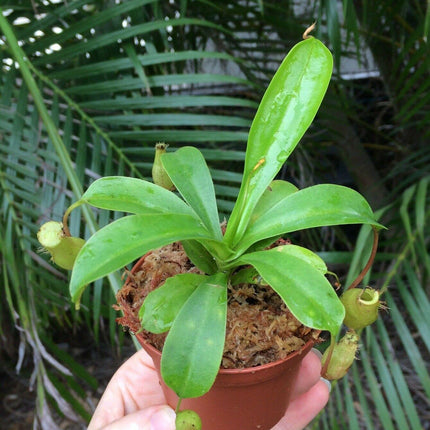 Nepenthes Alata - Pitcher Plant - Seed World