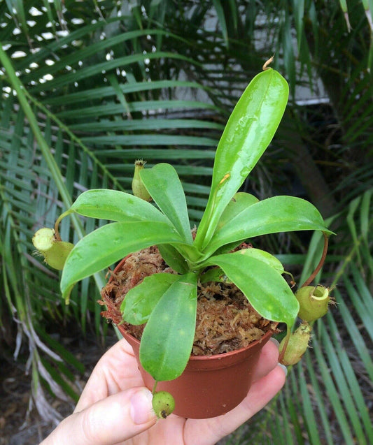 Nepenthes Alata - Pitcher Plant - Seed World