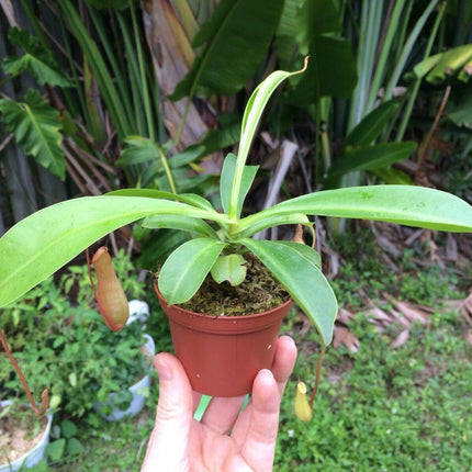 Nepenthes Alata - Pitcher Plant - Seed World