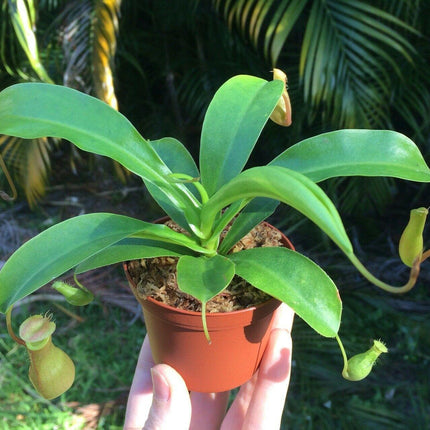 Nepenthes Alata - Pitcher Plant - Seed World