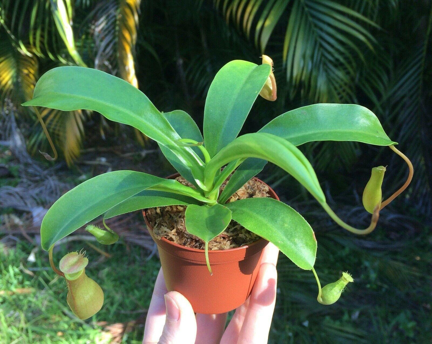 Nepenthes Alata - Pitcher Plant - Seed World